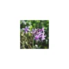 Tulbaghia Violacea - Le pot de 1 litre