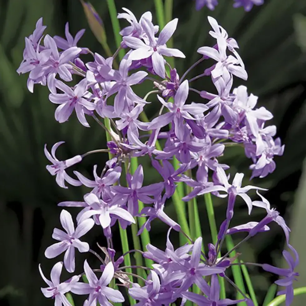 Tulbaghie violette pot de 3 litres
