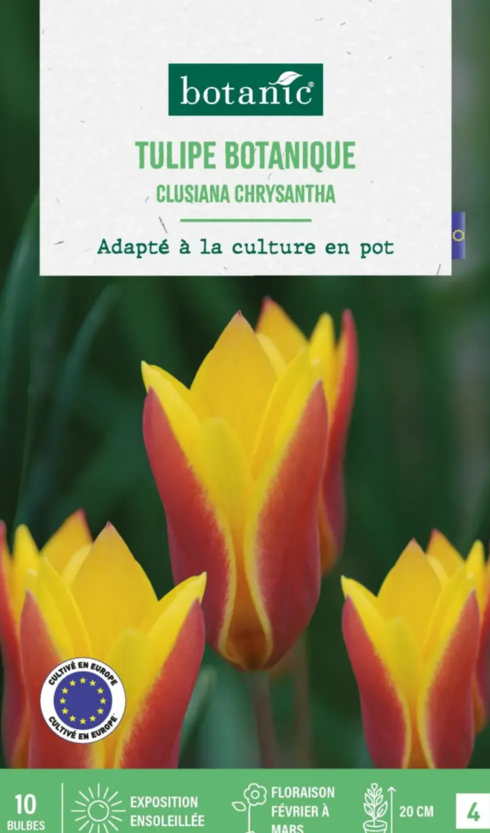 Tulipe species clusiana chrysantha botanic® - 10 bulbes