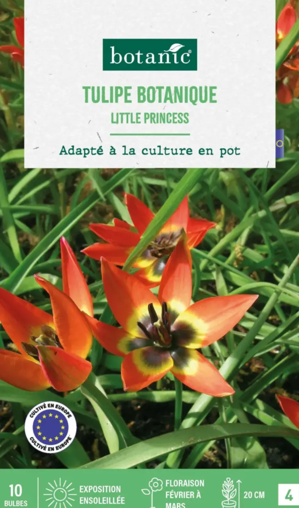 Tulipe species little princess botanic® - 10 bulbes