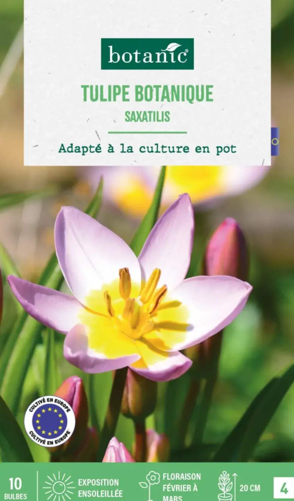 Tulipe species saxatilis botanic® - 10 bulbes