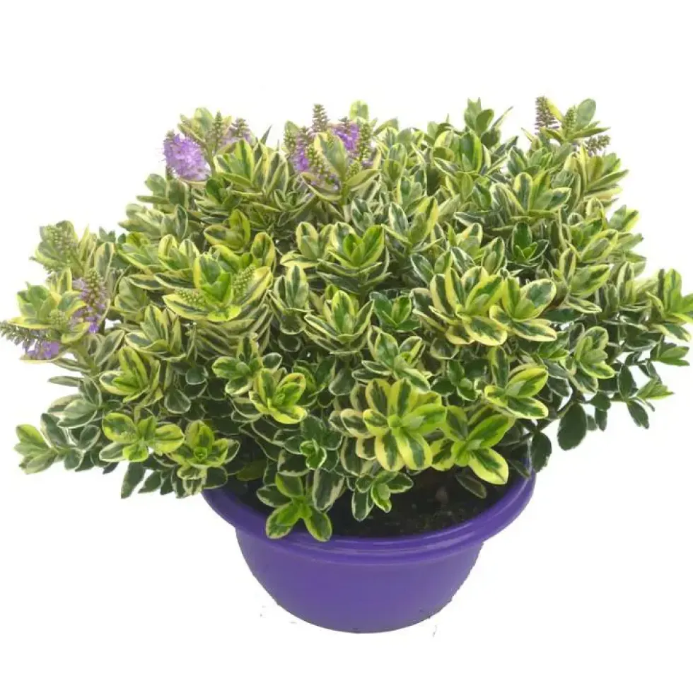 Veronique - Le pot de 25 cm