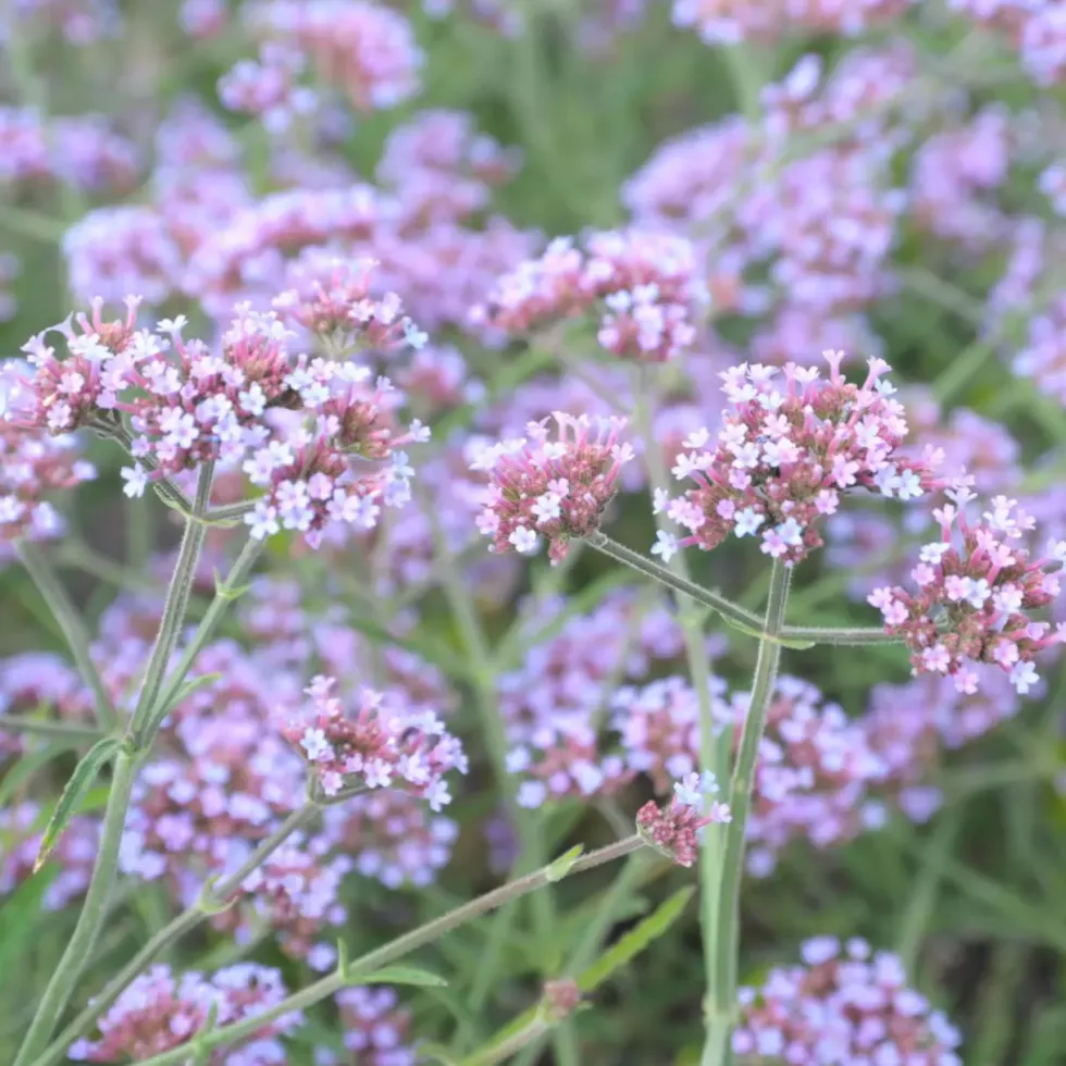 Verveine bonariensis lollipop rose en pot de 2 L
