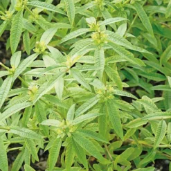 Verveine Citronnelle Bio. Le pot de 1 litre