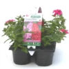 Verveine retombante rose - Le pack de 6 plants