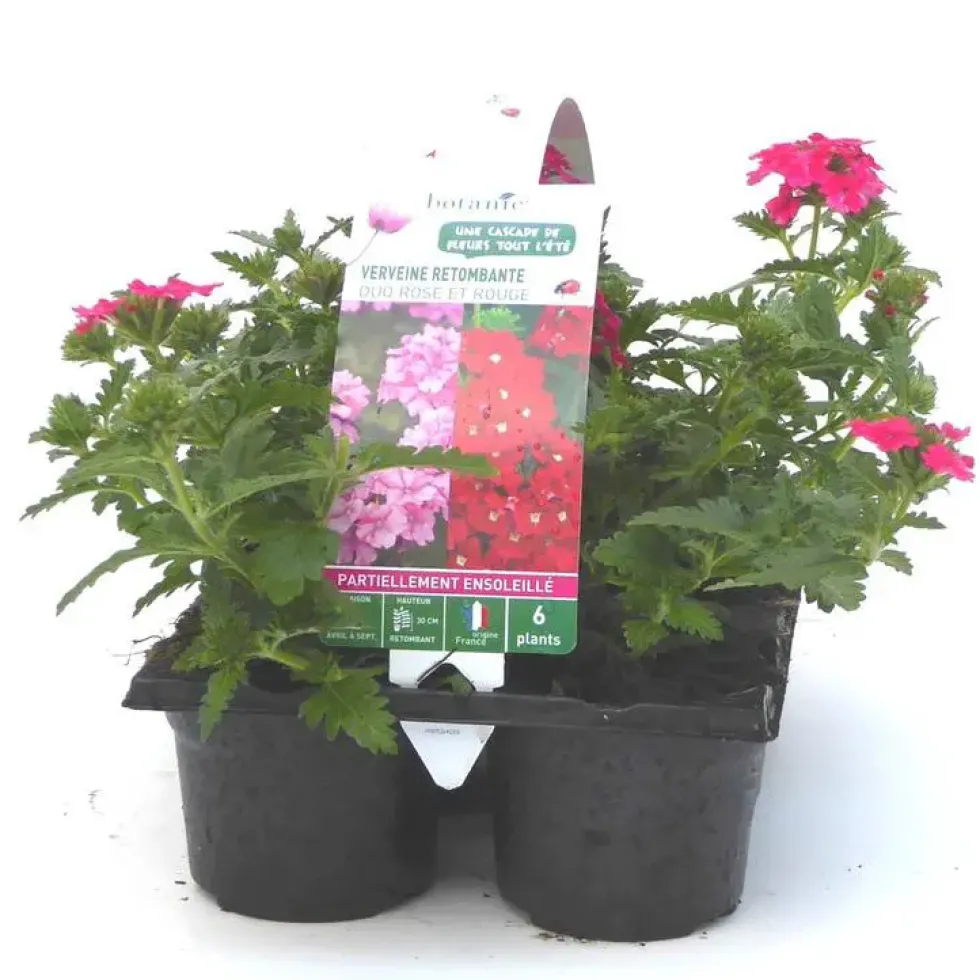 Verveine retombante rose - Le pack de 6 plants
