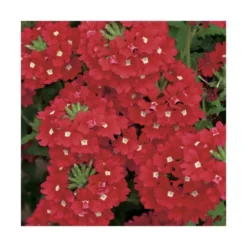 Verveine retombante rouge - Le pack de 6 plants