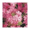 Verveine retombante saumon - Le pack de 6 plants