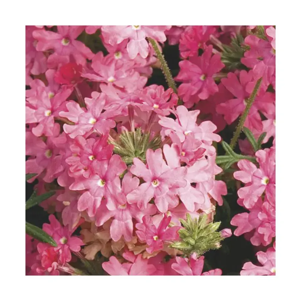Verveine retombante saumon - Le pack de 6 plants