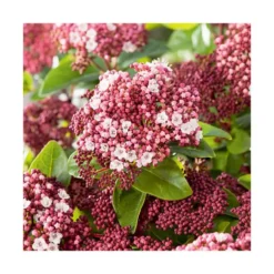 Viburnum tinus en pot de 3 litres