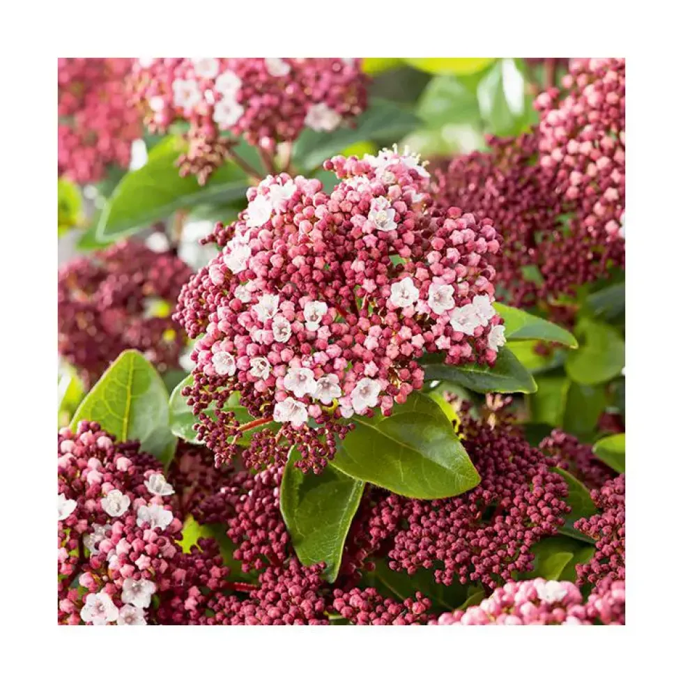 Viburnum tinus en pot de 3 litres