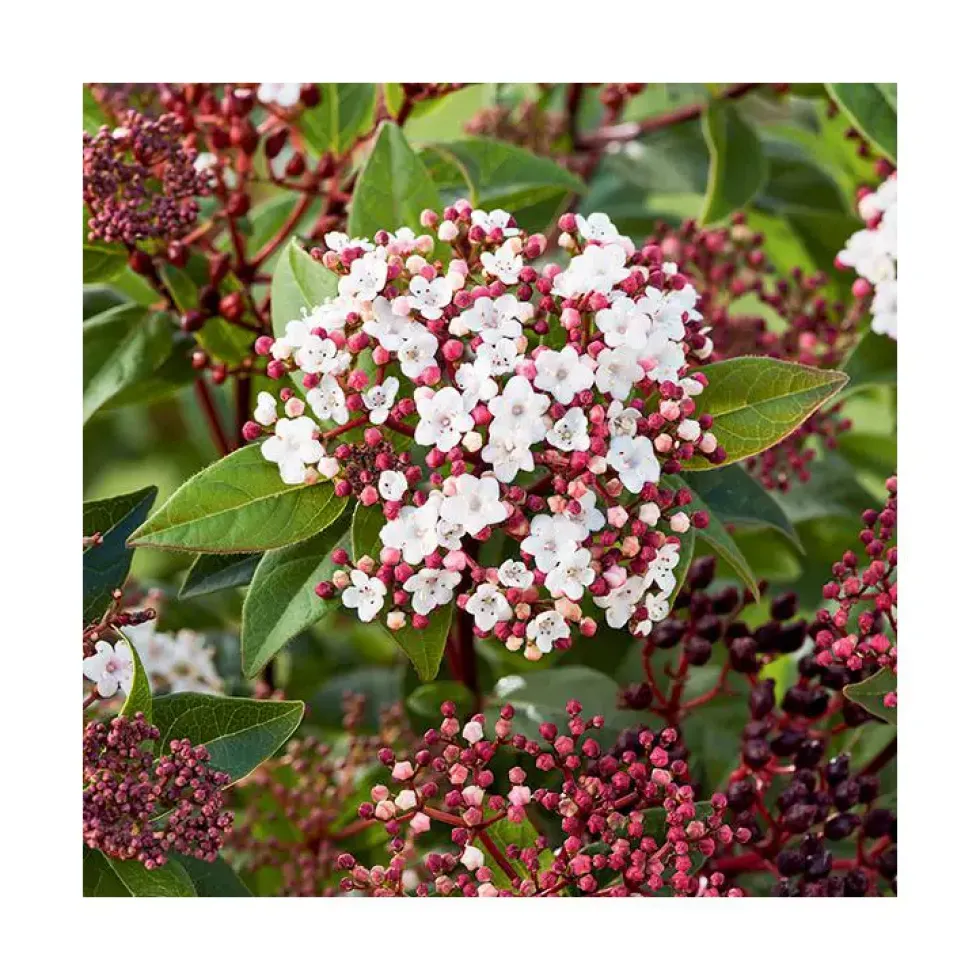 Viburnum Tinus Spirit – Pot de 3L
