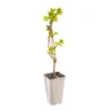 Vigne 'Centennial Seedless'. Le pot de 2 litres