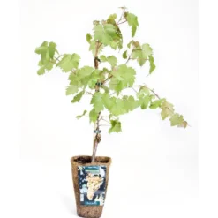 Vigne Chasselas Dore. Le pot de 2 litres