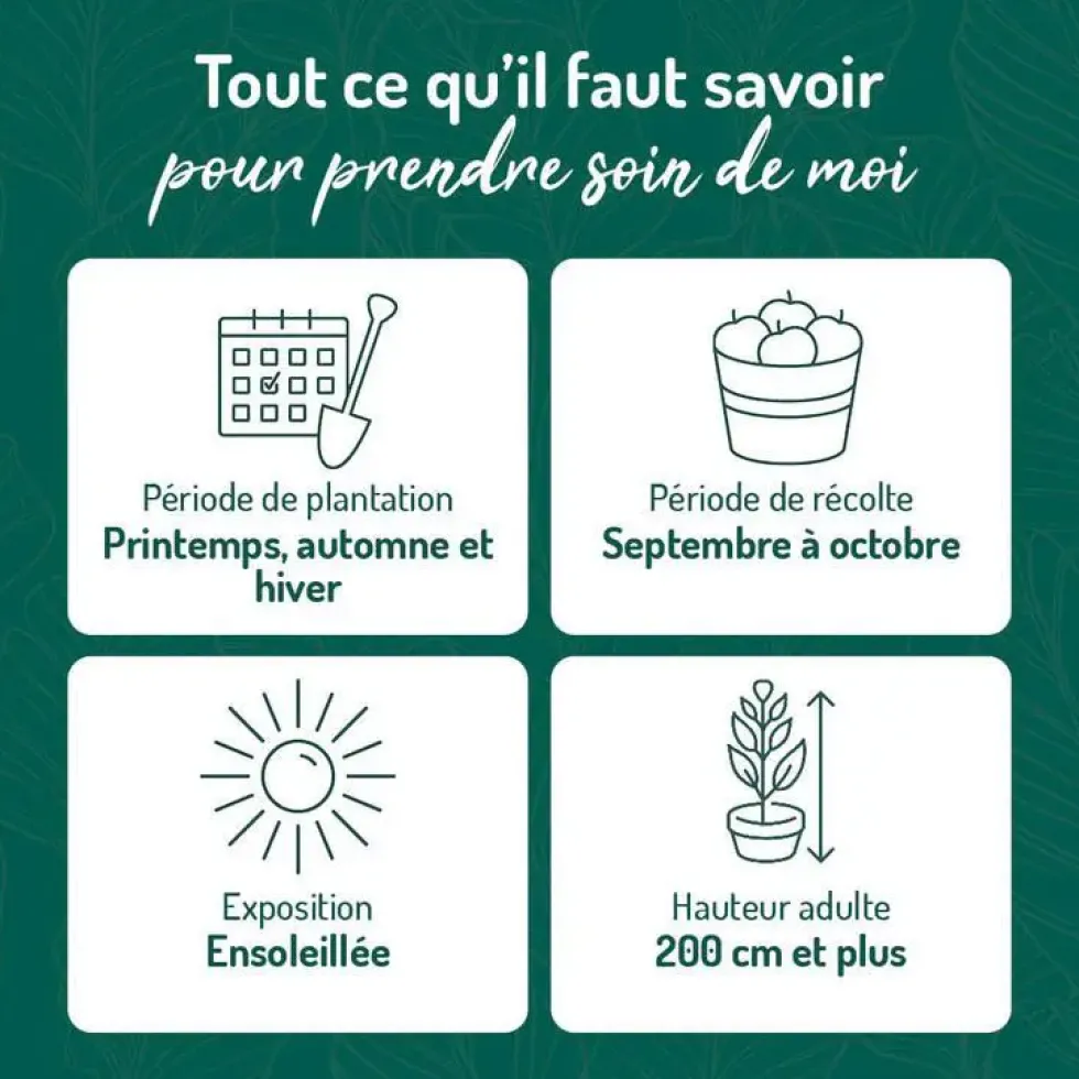 Vigne Chasselas Dore. Le pot de 2 litres