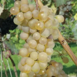 Vigne Danlas. Le pot de 2 litres