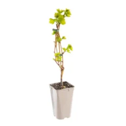 Vigne Exalta. Le pot de 2 litres