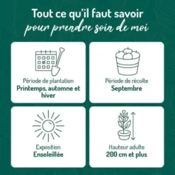Vigne Italia. Le pot de 2 litres