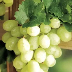 Vigne Italia. Le pot de 2 litres