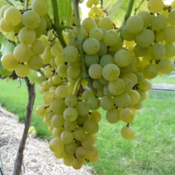 Vigne Muscat Blanc Bio. Le pot de 5 litres