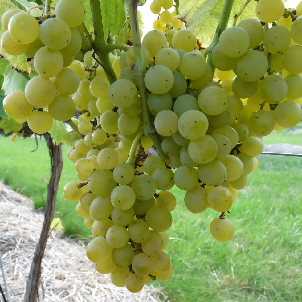 Vigne Muscat Blanc Bristaler Bio. Le pot de 5 litres