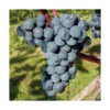 Vigne 'Ontario' Bio. Le pot de 2 litres