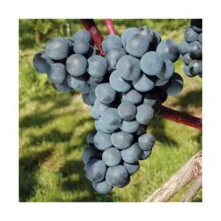 Vigne 'Ontario' Bio. Le pot de 2 litres