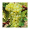 Vigne Serval Blanc Bio. Le pot de 2 litres