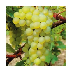Vigne Serval Blanc Bio. Le pot de 2 litres