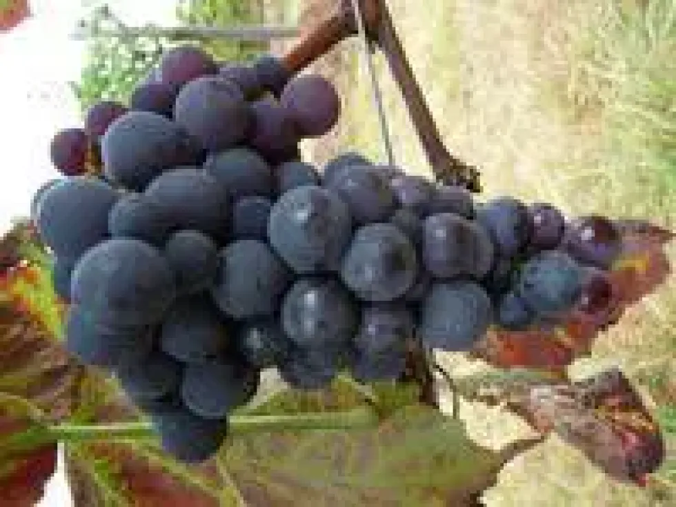 Vigne Venus. Le pot de 5 litres