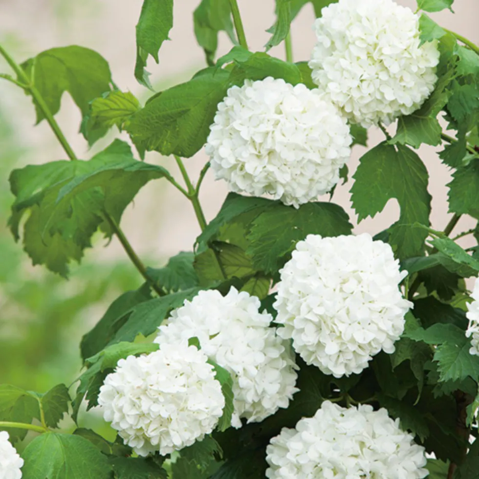 Viorne Boule de neige Roseum blanc. Le pot de 3 litres