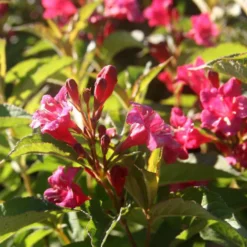 Weigela Bristol Ruby rouge. Le pot de 3 litres