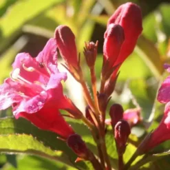Weigelia - Le pot de 1 litre