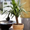Yucca. Le pot de Ø 23 x H 60 cm, forme ramifiée