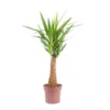 Yucca Maya vert. Ø 21 cm x H 90 cm