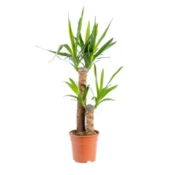 Yucca 2 pieds pot Ø17xH85 cm