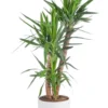 Yucca 3 pieds vert en pot blanc émaillé botanic®. Le pot Ø 30 cm