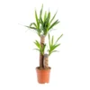 Yucca 2 pieds vert H 85 cm. Le pot Ø 17 cm