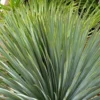 Yucca Rostrata 60/80. Le pot de 15 litres