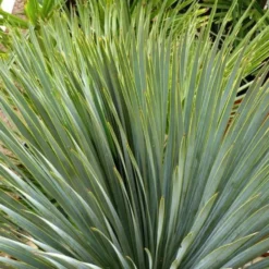 Yucca Rostrata 60/80. Le pot de 15 litres