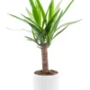 Yucca vert en pot blanc émaillé botanic®. Le pot Ø 18 cm
