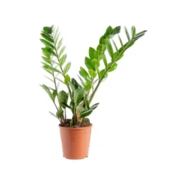 Zamioculcas. Le pot Ø 17 cm