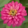 Zinnia à grandes fleurs - Le pot de 10.5 cm